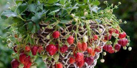 Kovrčave jagode - njega i uzgoj